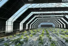Теплица типа «политуннель» с 100% затемнением и автоматической системой контроля освещения